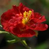 Helianthemum Ben Ledi - Abriachan Nurseries